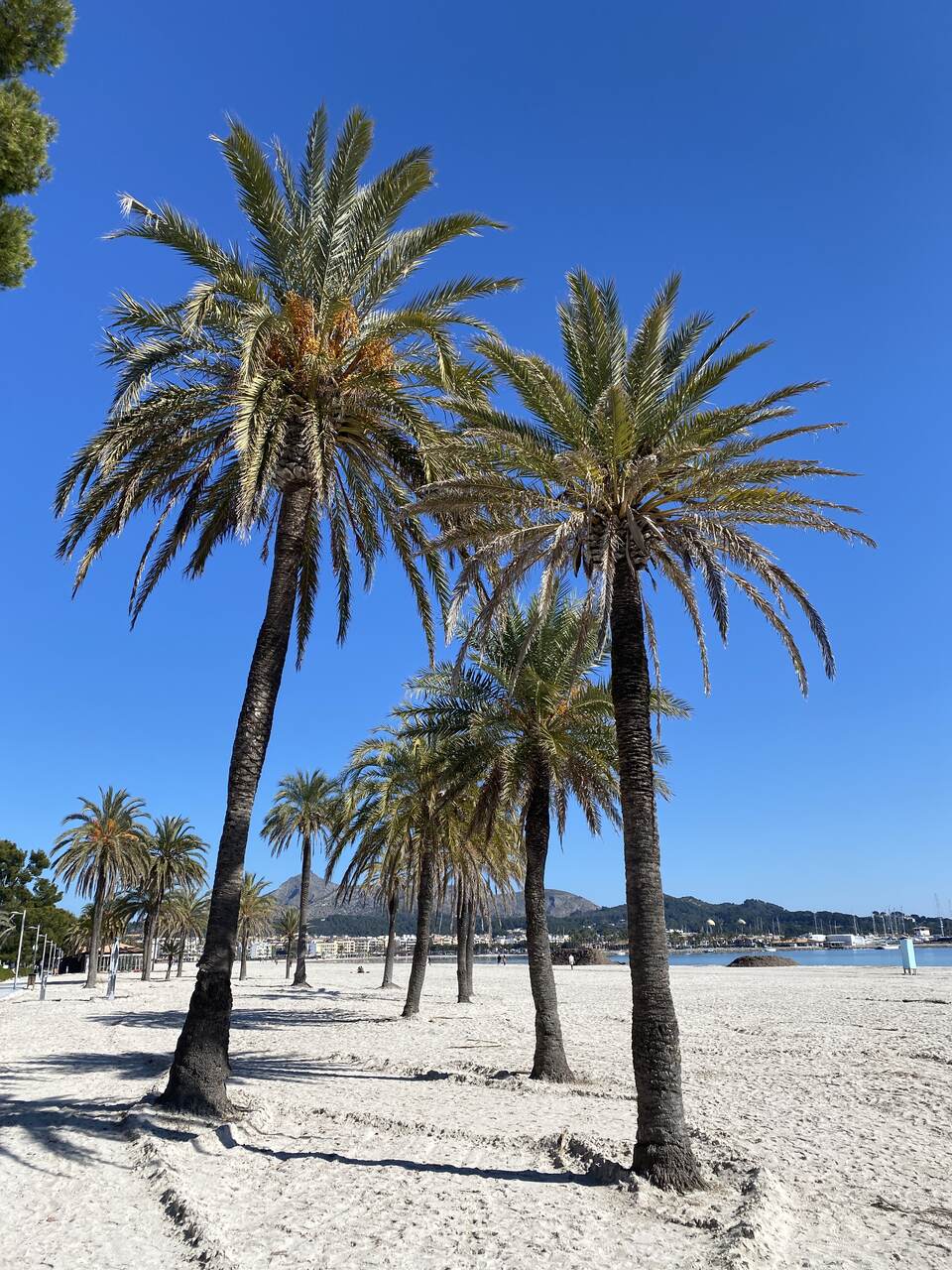 Alcudia poza sezonem