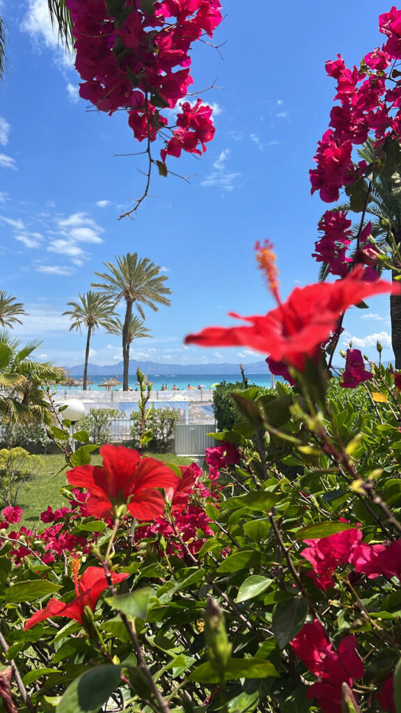Playa de Alcudia latem